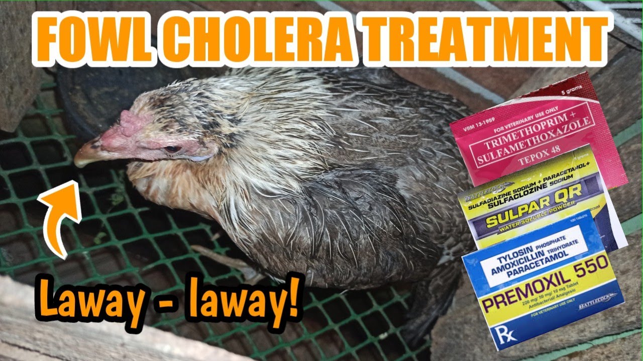 Fowl Cholera Treatment!
