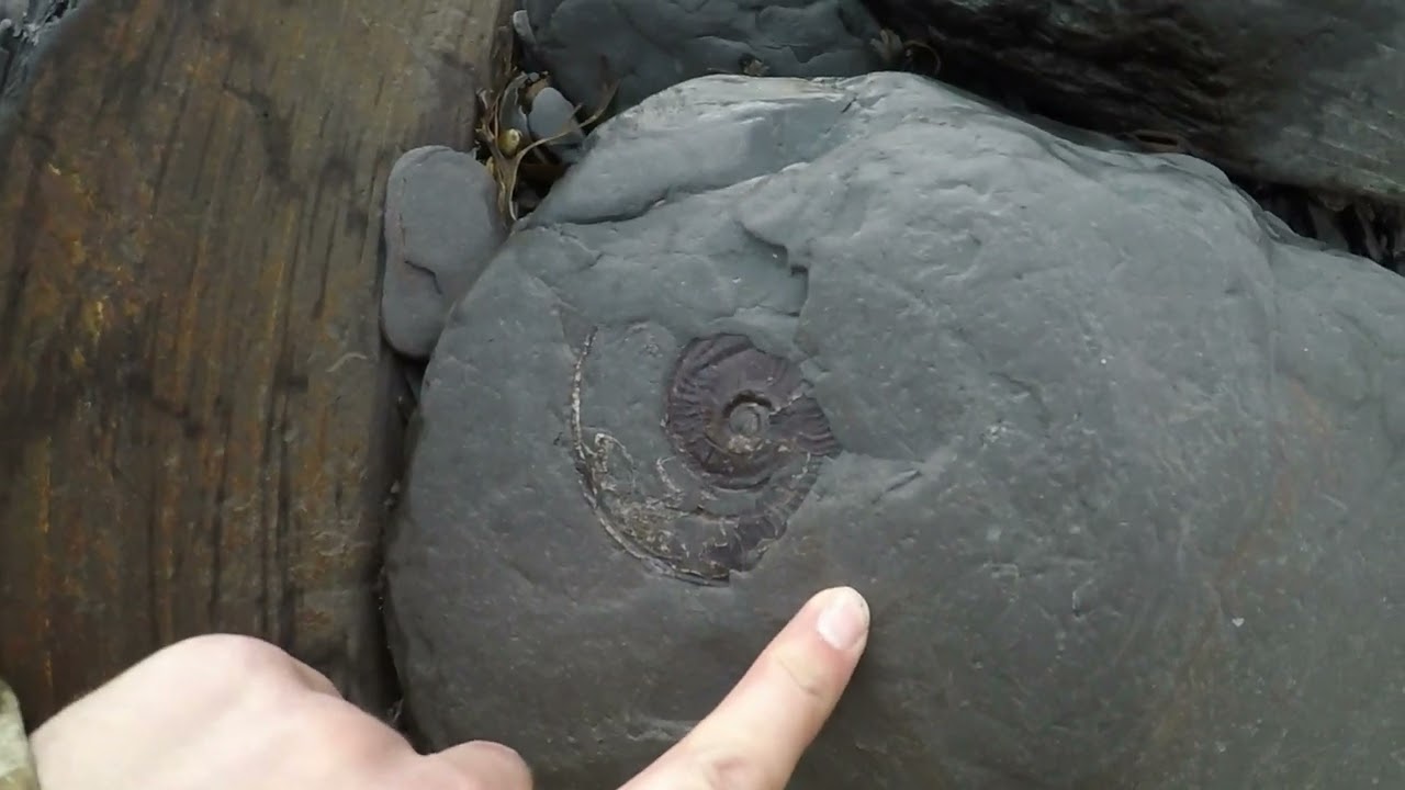 Yorkshire Fossil Hunting runswick bay Feb 2022