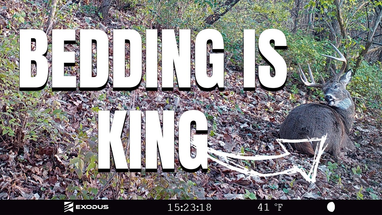 Creating Bedding Habitat to Improve Your Hunting with Land & Legacy