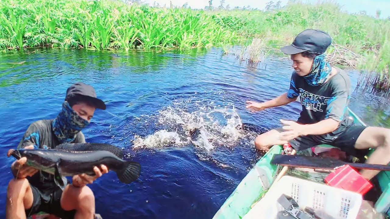 TERNYATA SUNGAI BUAYA MENYIMPAN SEGUDANG PREDATOR TOMAN #PBA_10