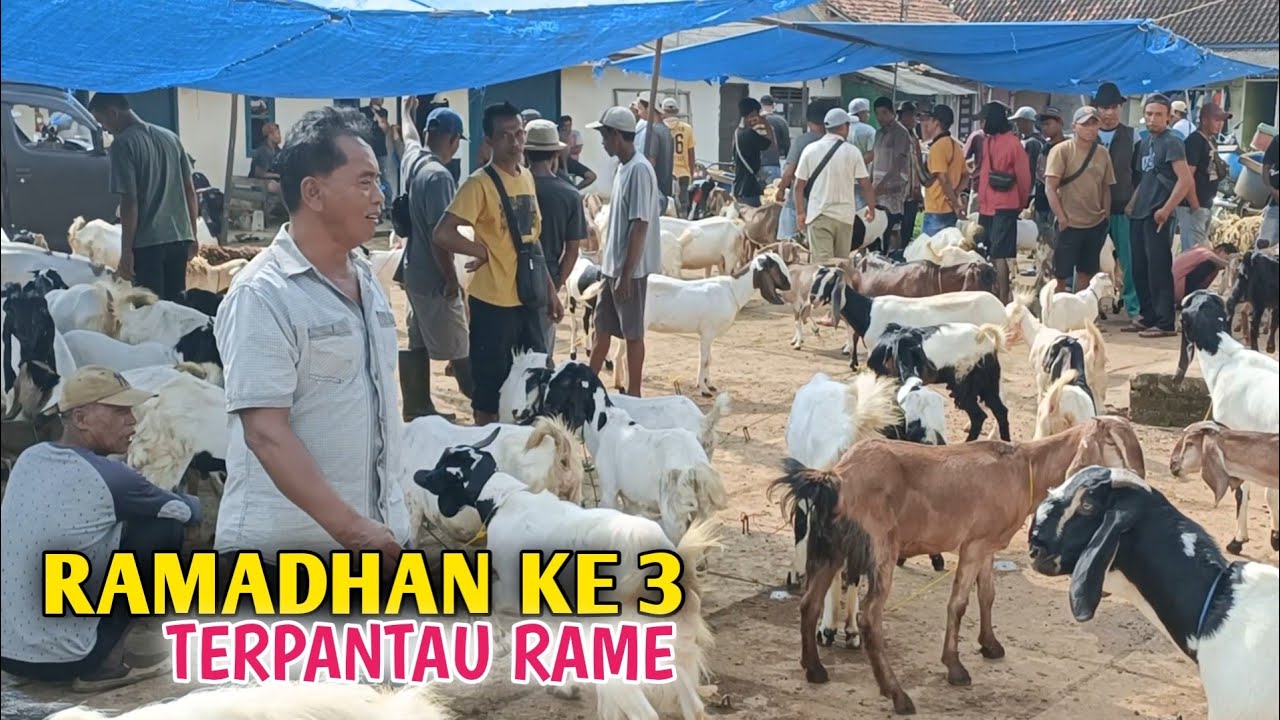 Harga Kambing Di Bulan Ramadhan Hari Ke 3 Masih Seperti Biasa 