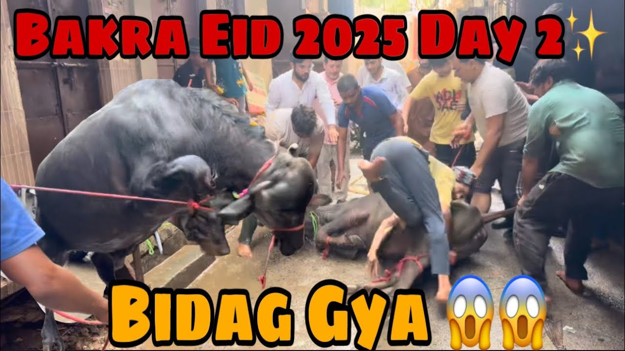 Bakra Eid Day 2 ✨| Katro ki Qurbani ho gyi 🔥| #2025  #bhains ki #qurbani #india #viral #video #new