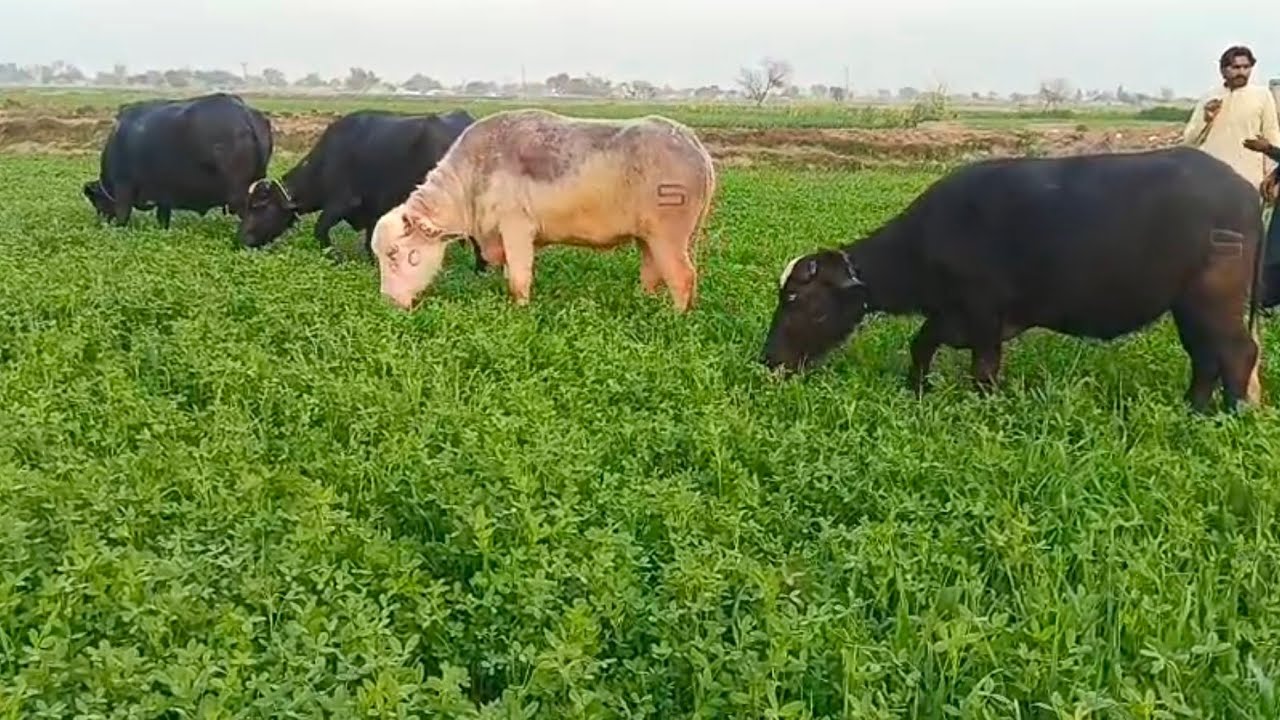Watch pure Neeli buffalo for sale in Punjab Pakistan on YouTube..10..2..2026....03249304774