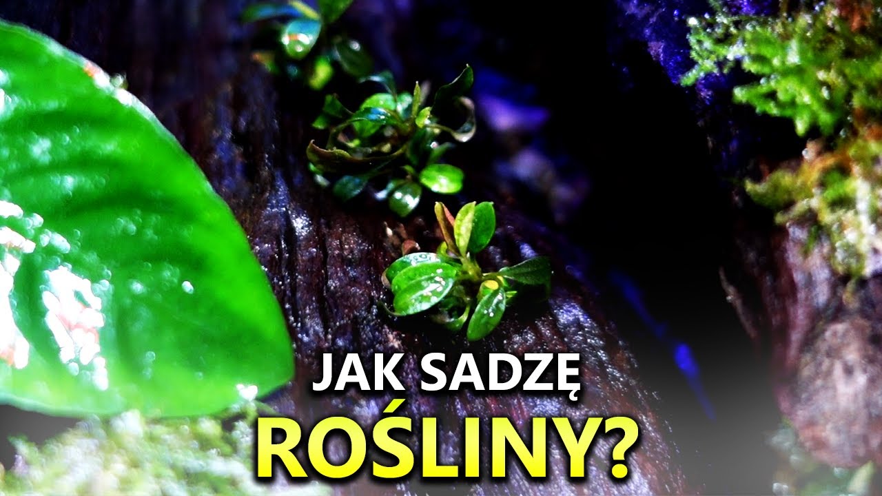 Jak sadzę ROŚLINY w nowym akwarium?