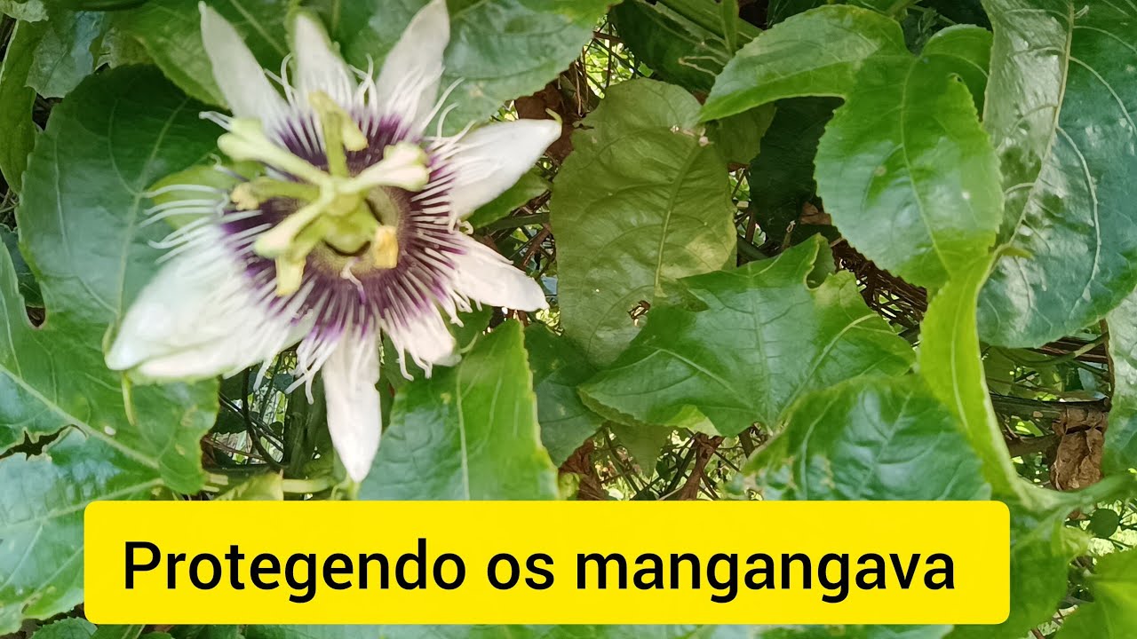Lavoura de maracujá? Essa pulverização vai proteger os mangangava!