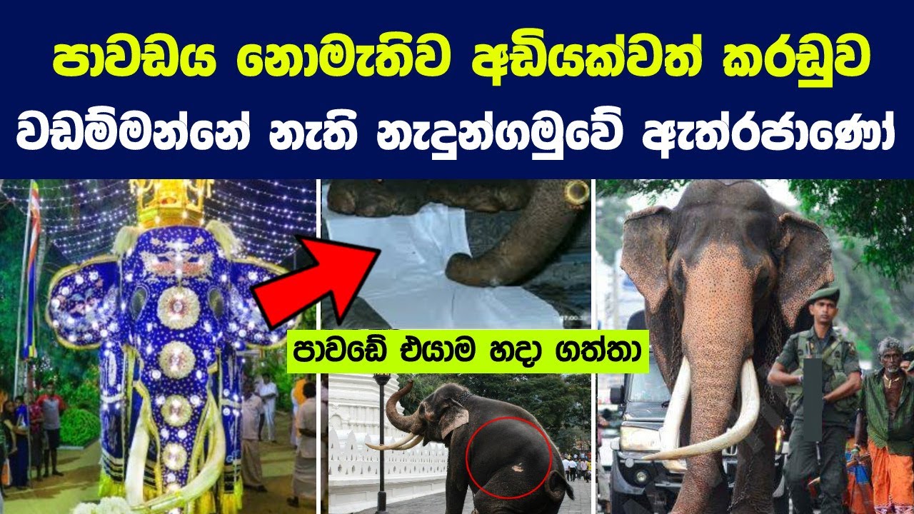 පාවඩය නොමැතිව අඩියක්වත් කරඩුව වඩම්මන්නේ නැති නැදුන්ගමුවේ ඇත්රජාණෝ | The Great Nadungamuwe Tusker