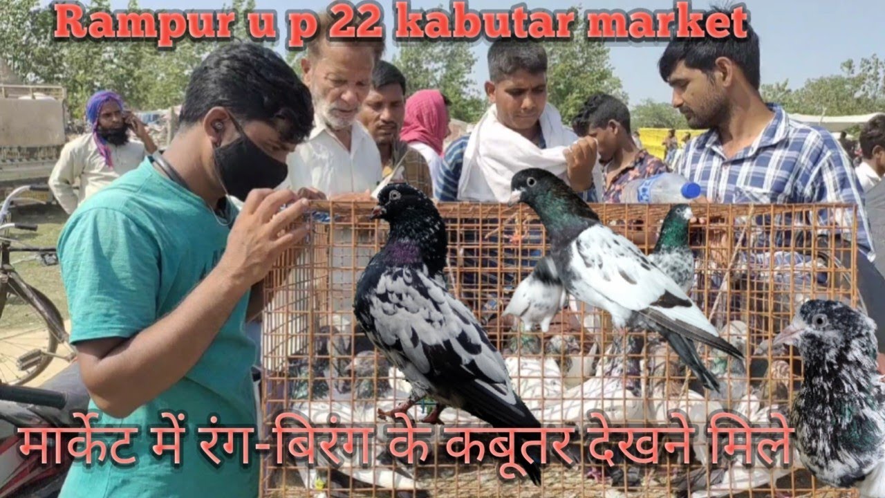 रामपुर की बाजार में बहुत अच्छे कबूतर सेल के लिए आते हैं आप लोग भी आइए और आप भी रामपुरी कबूतर खरीदें