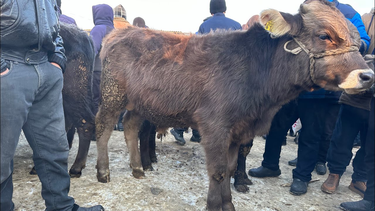 ANDIJON ASAKA YOSH VA BOQMA BUQA NARXLARI VA TEL NOMERIGACHa OLDIK