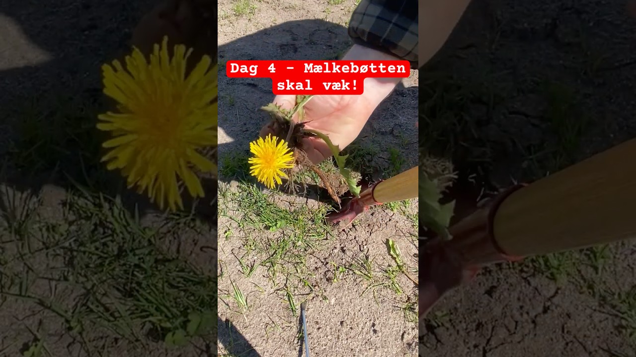 Dag 4 - M&aelig;lkeb&oslash;tter fjernes 🌬️🌱 #m&aelig;lkeb&oslash;tte #m&aelig;lkeb&oslash;ttefjerner #gr&aelig;spl&aelig;ne