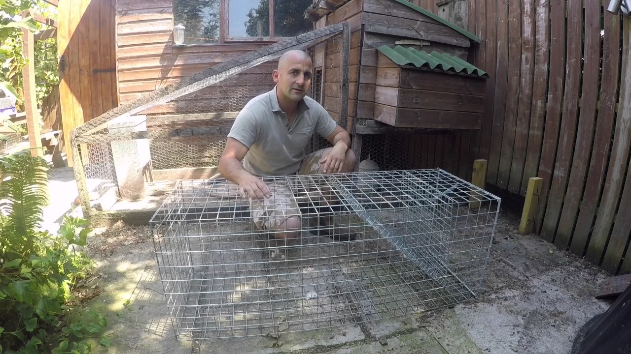 Fox Trapping