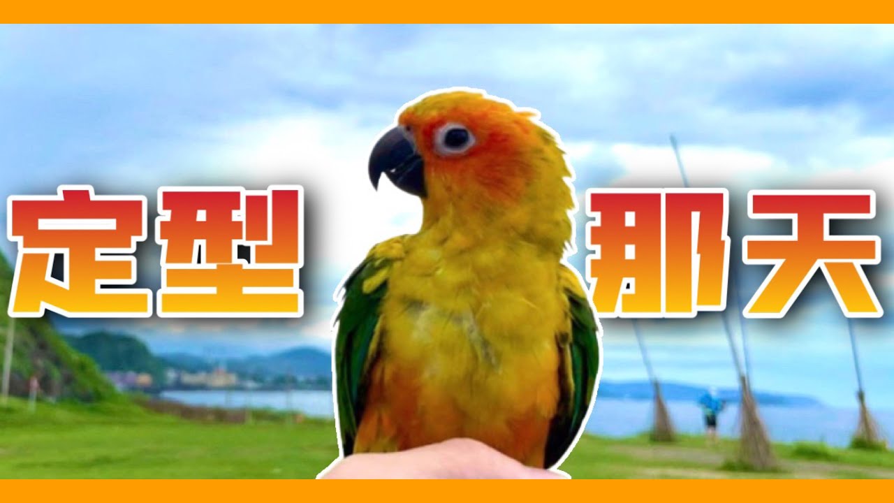黃金期！幼鳥「斷奶後」需要特別留意的10件事！亞成鳥的重要飼育筆記！Important Breeding Notes for Subadult ！【鸚鵡小木屋】【10個鳥知識】