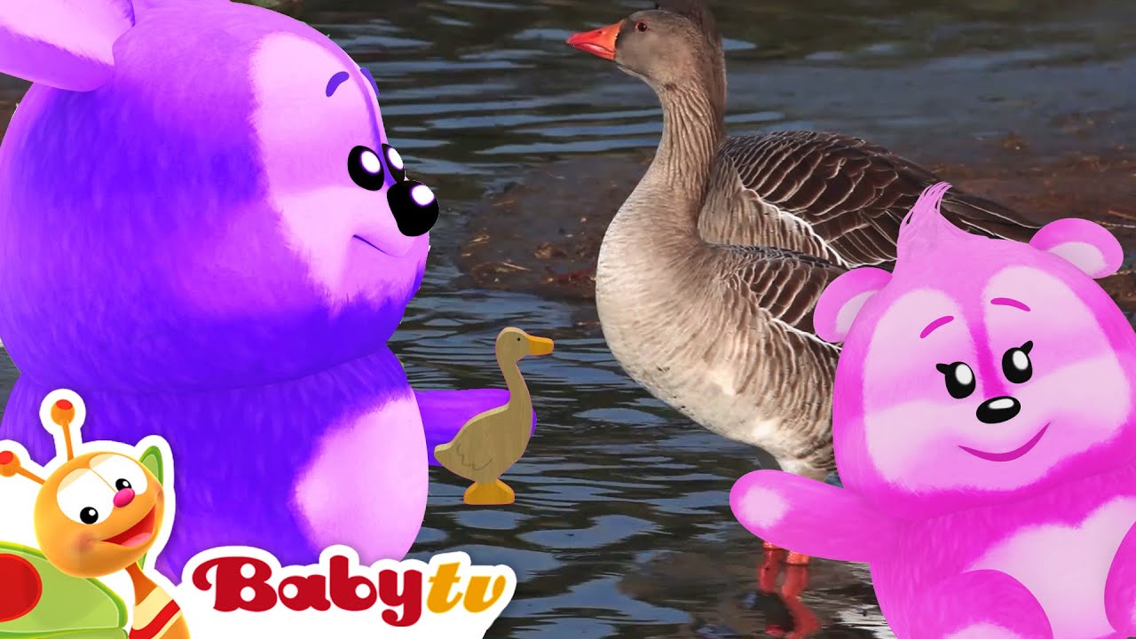 Dans le Monde Animal | Découvre des faits amusants sur les oies 🦢 @BabyTVFR
