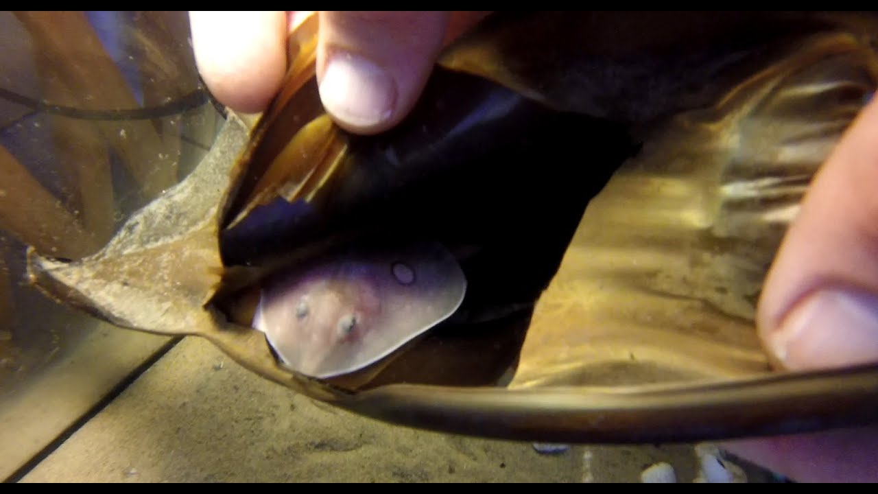 Rescue to Release: a skate story