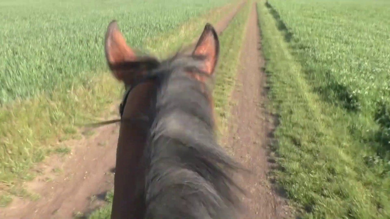 ASMR | Virtual Horse Ride | May | Relaxing | Nature | ZeuneS