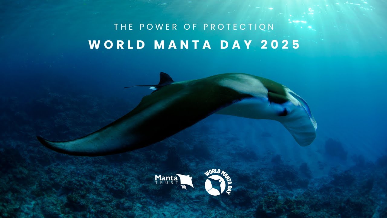 World Manta Day 2025 I Manta Trust I #SaveTheMantas