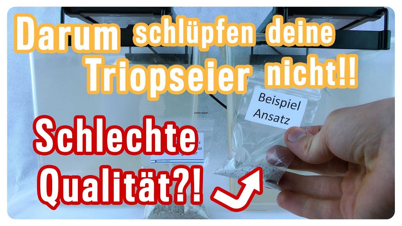 Triopseier sind nicht geschlüpft?! 5 Gründe warum! // Triops Spektrum