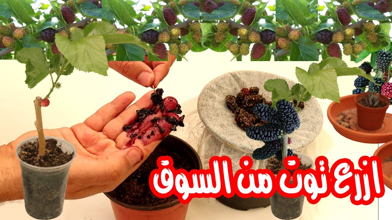 زراعة التوت من البذرة فى المنزل