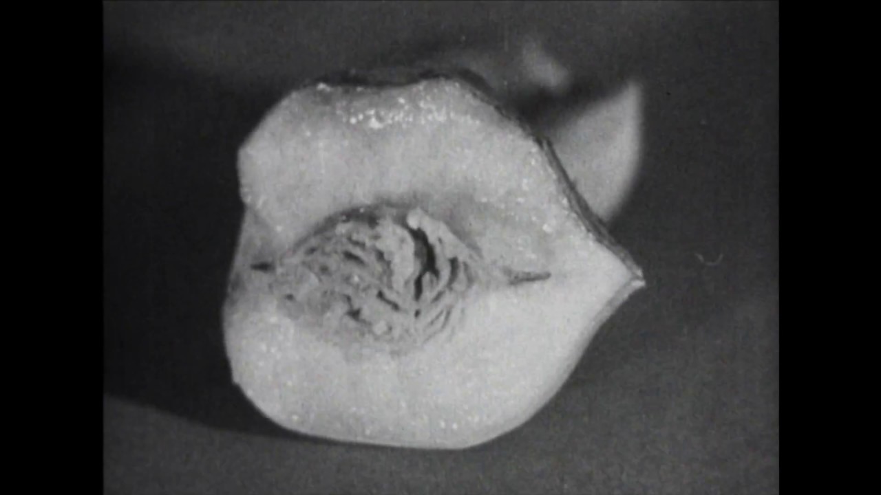 Le Phosphore et la vie (1948) - Etienne Lallier [Extrait]