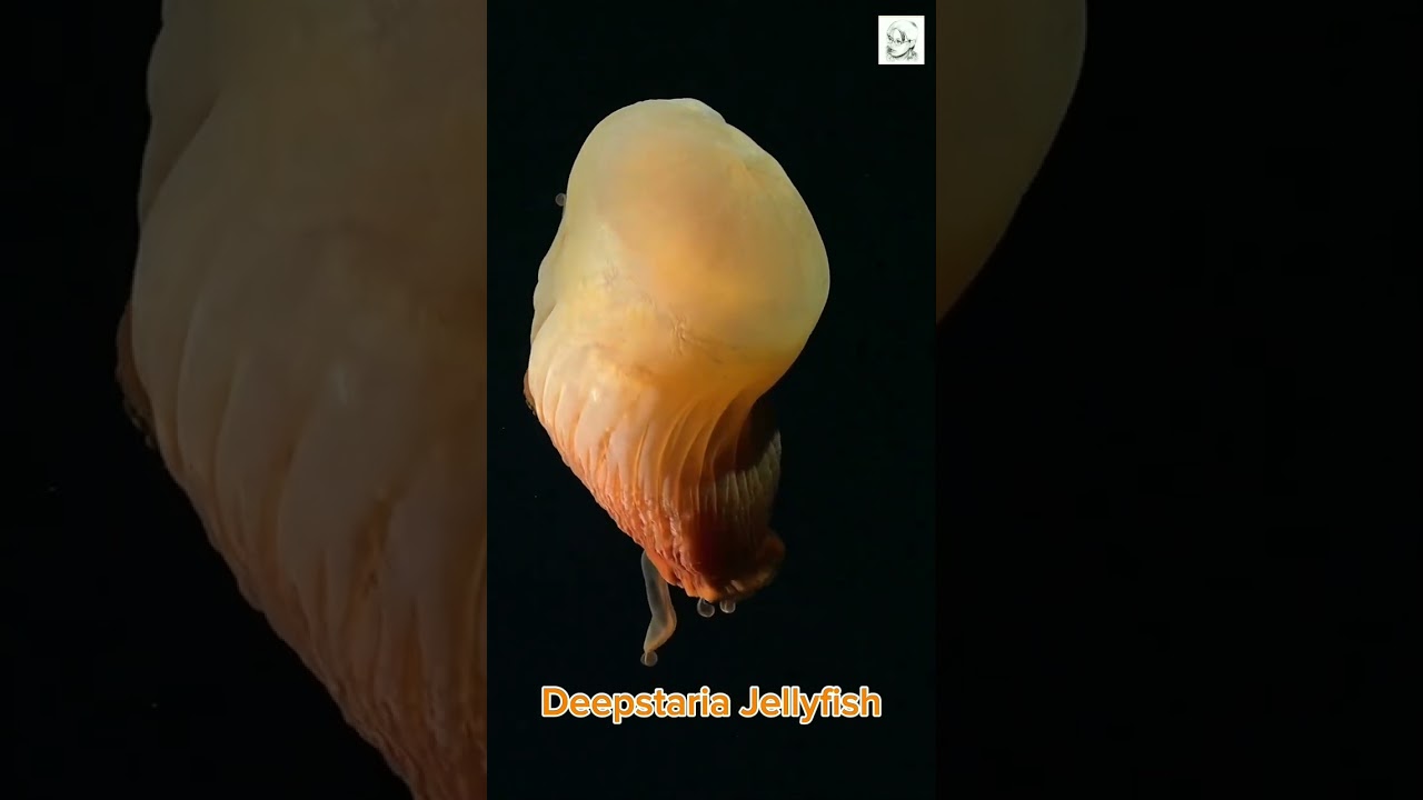 Deepstaria Jellyfish - Tarian Balet Ubur-ubur di kedalaman laut
