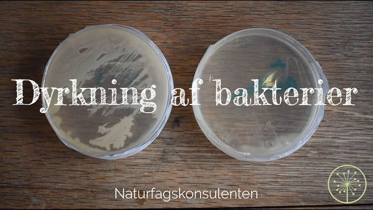 Dyrkning af bakterier // Undersøg antibiotika