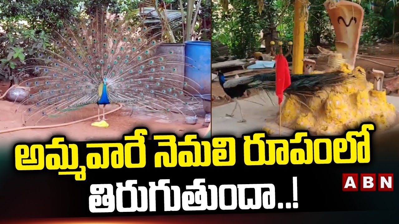 అమ్మవారే నెమలి రూపంలో తిరుగుతుందా ..! | Peacock in Sammakka Saralamma Temple | ABN