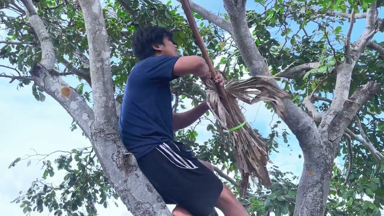 ឃ្មុំធម្មជាតិពិតៗ #viralvideo #video 