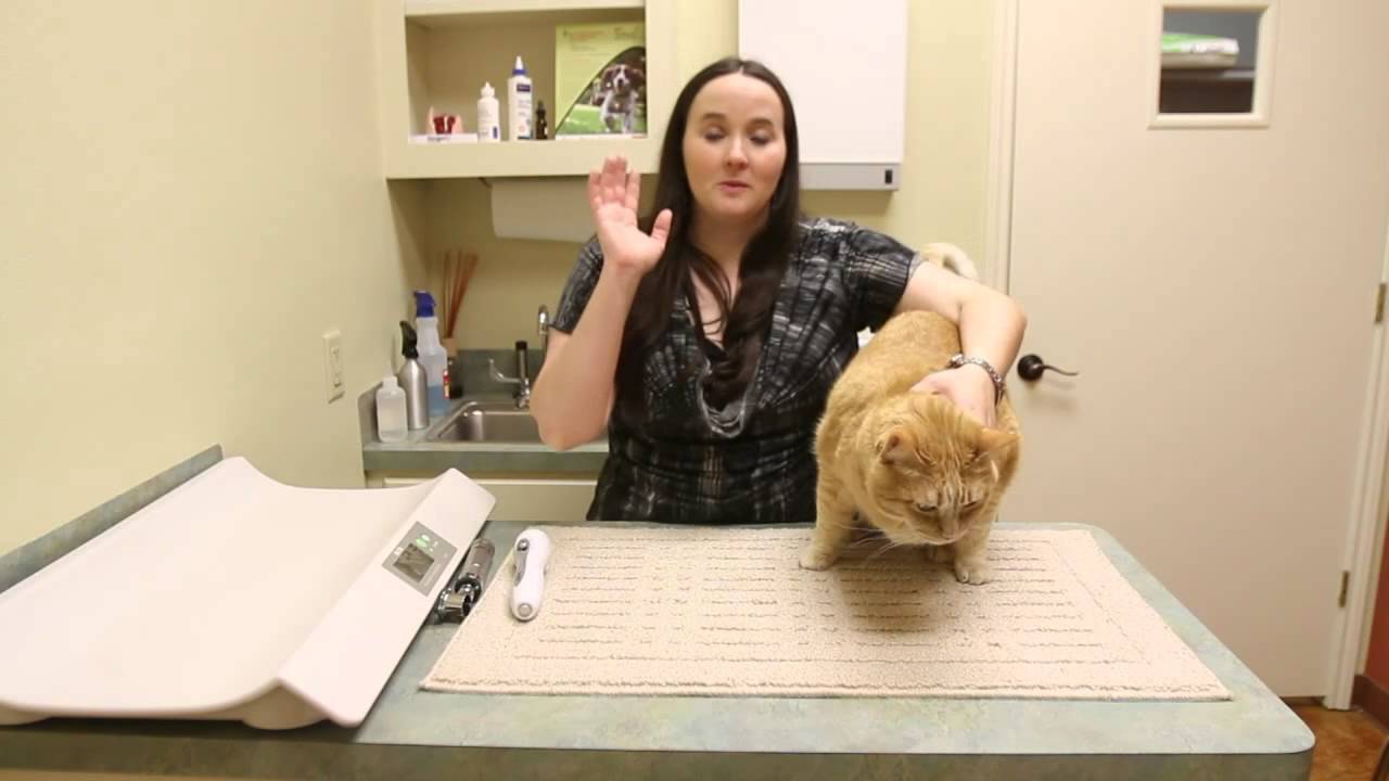 How to Test a Cat's Vision