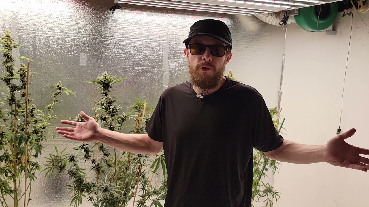 Bloom Room Update with Medic Grow Fold 8 and Ez8