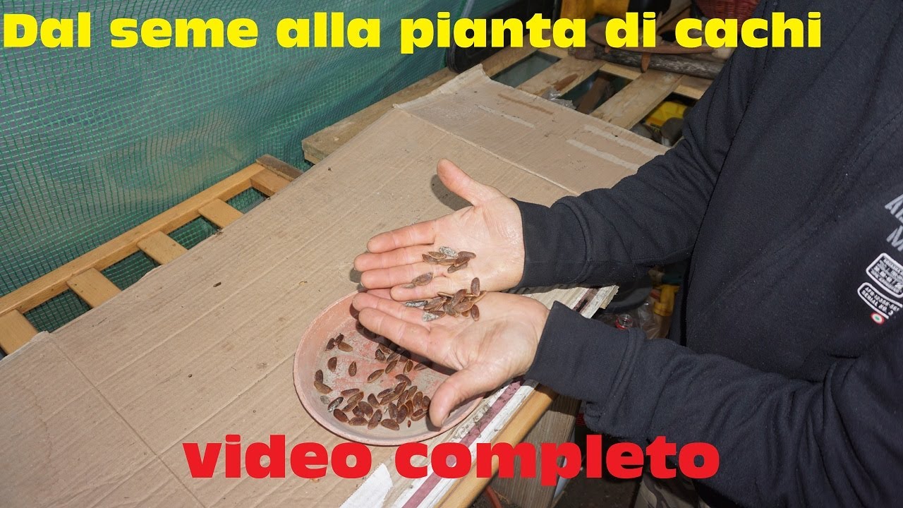 Semina del caco fino alla pianta