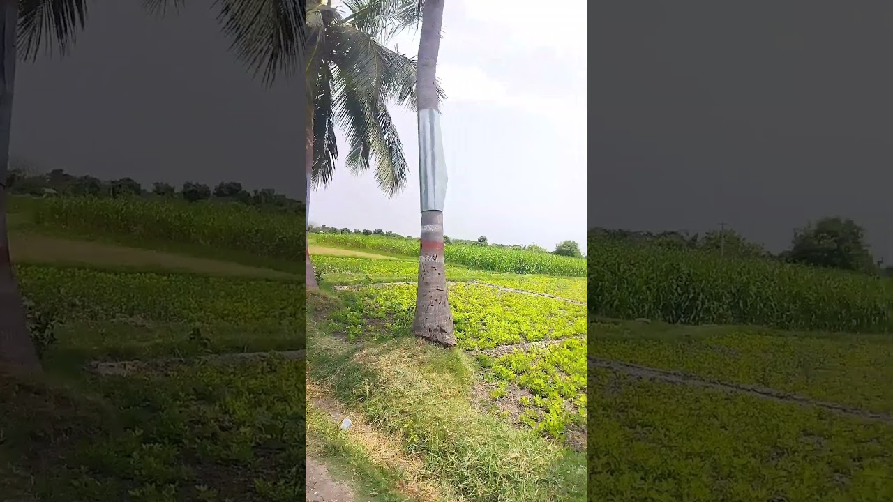 NATURE GREEN 