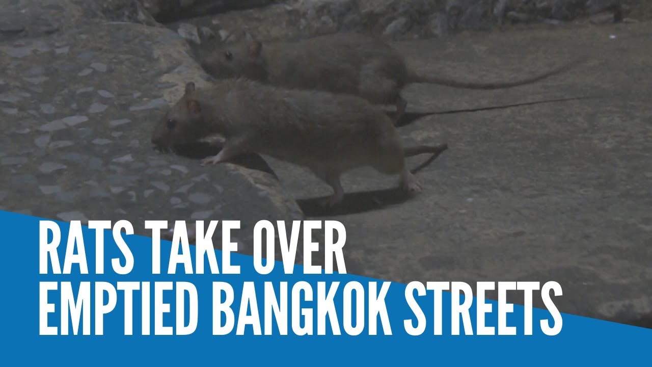 Rats take over emptied Bangkok streets