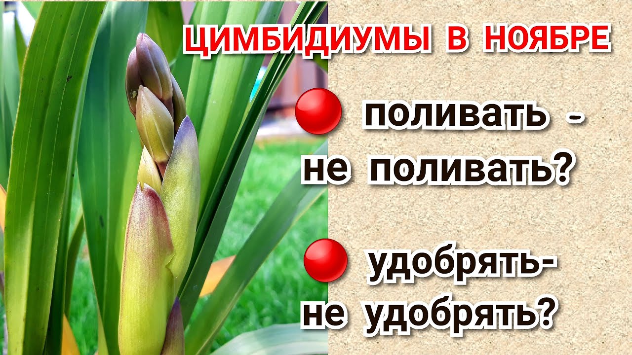 ЦИМБИДИУМЫ Осенью. Уход и Содержание, условия для цветения.