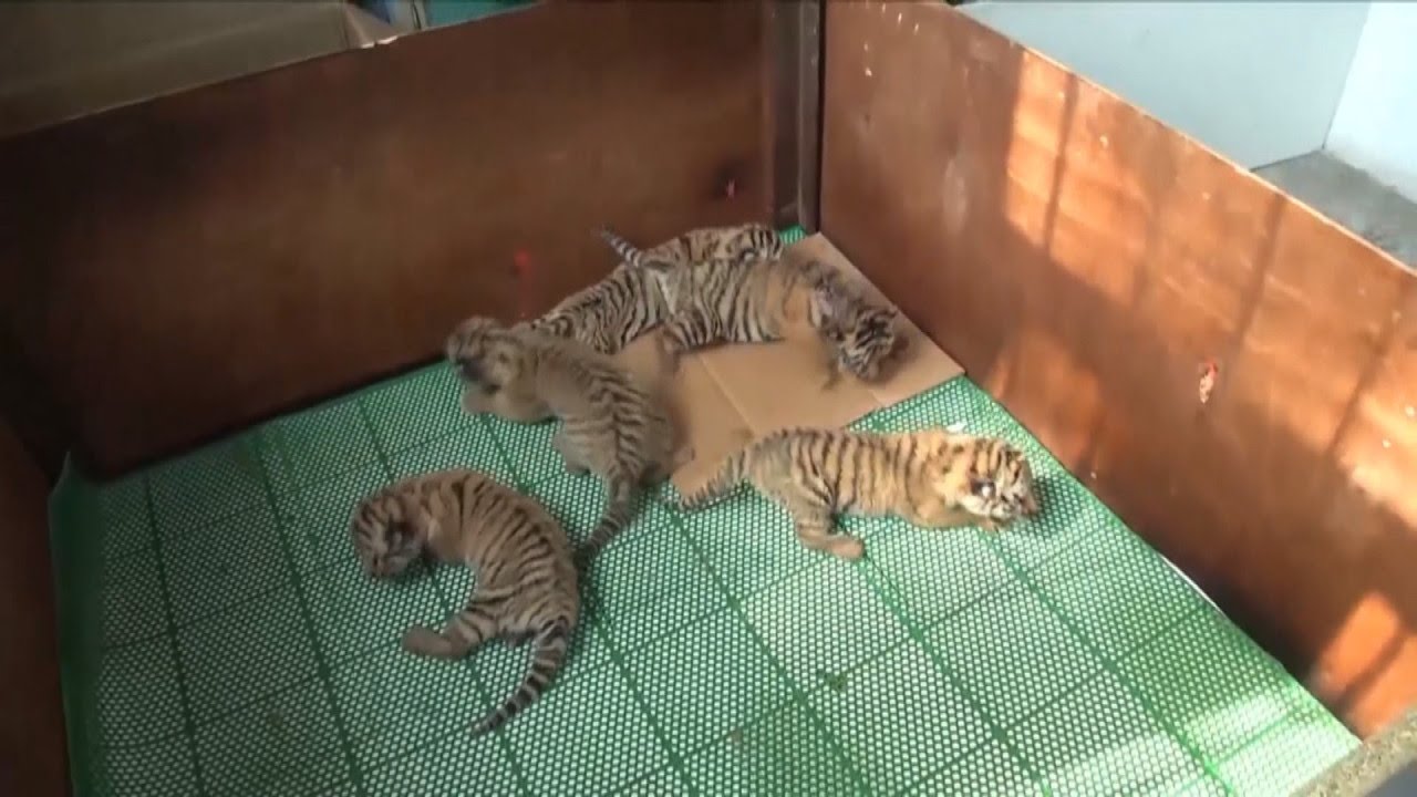 Adorable, Rare Tiger Quintuplets Are Raised By Keepers After Mom Rejects Them