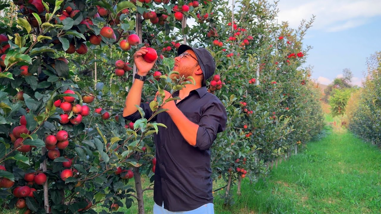 High Density Apple Orchard | Kashmir | Italy Bagh | Gala | 