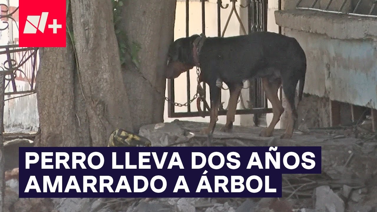 Denuncian maltrato animal; perro lleva dos años amarrado a árbol - N+