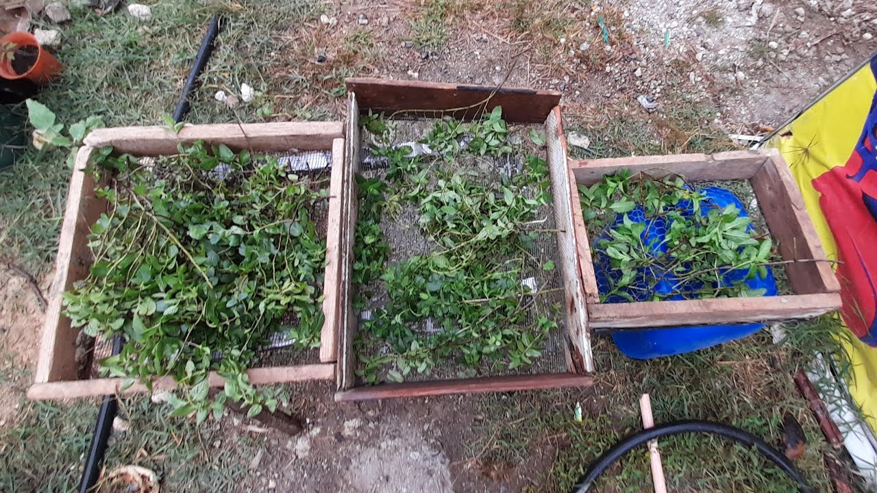 Cosecha y preservación de Menta, Melisa (Toronjil) y Yerbabuena.