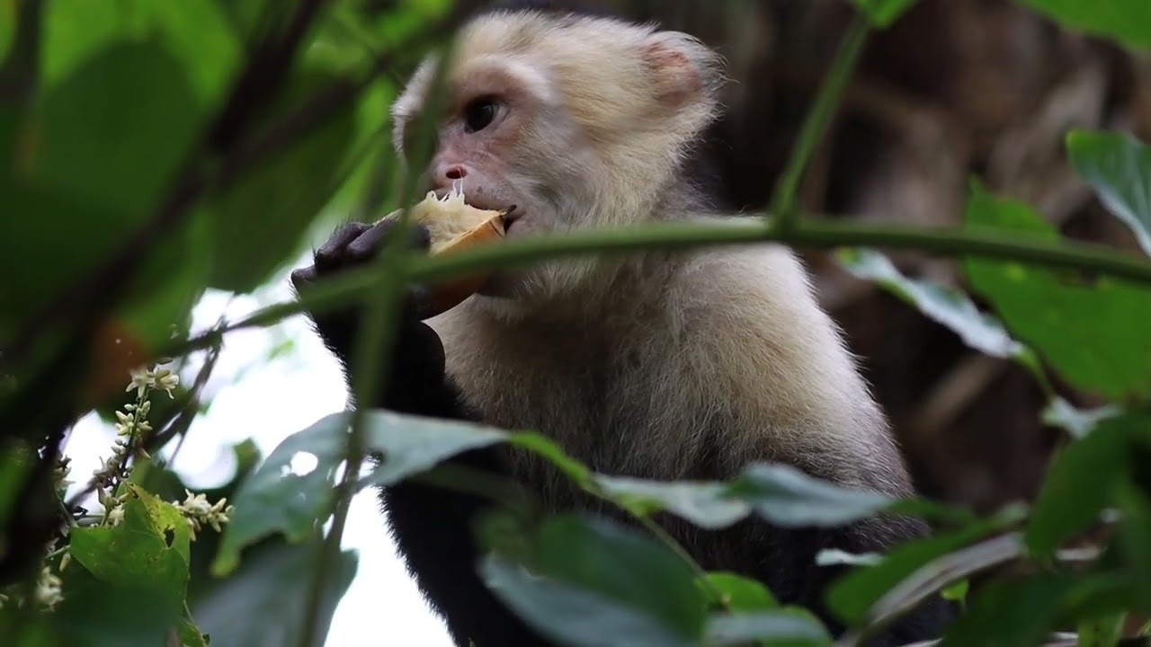 capuchin monkey in slow motion at Manuel Antonio national park, Costa Rica