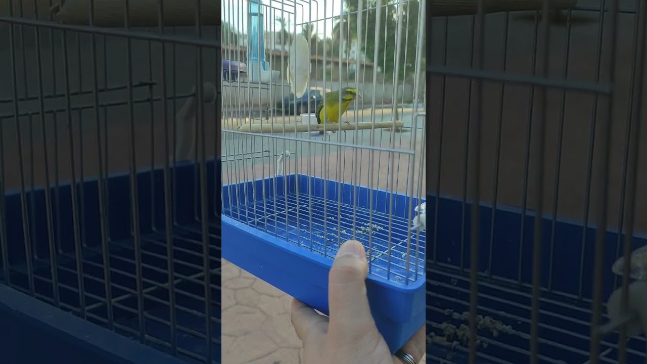 Chant de mon serin Mozambique Annaba