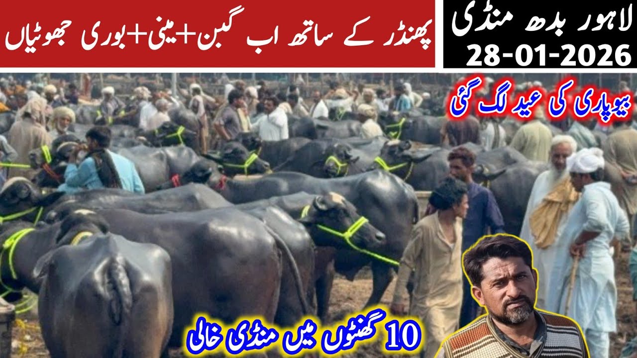 Today's Lahore Cow Mandi VIP Young Jhotian | Cross-able Jhotian | Kattian | Buffalo (Dairy) Farming