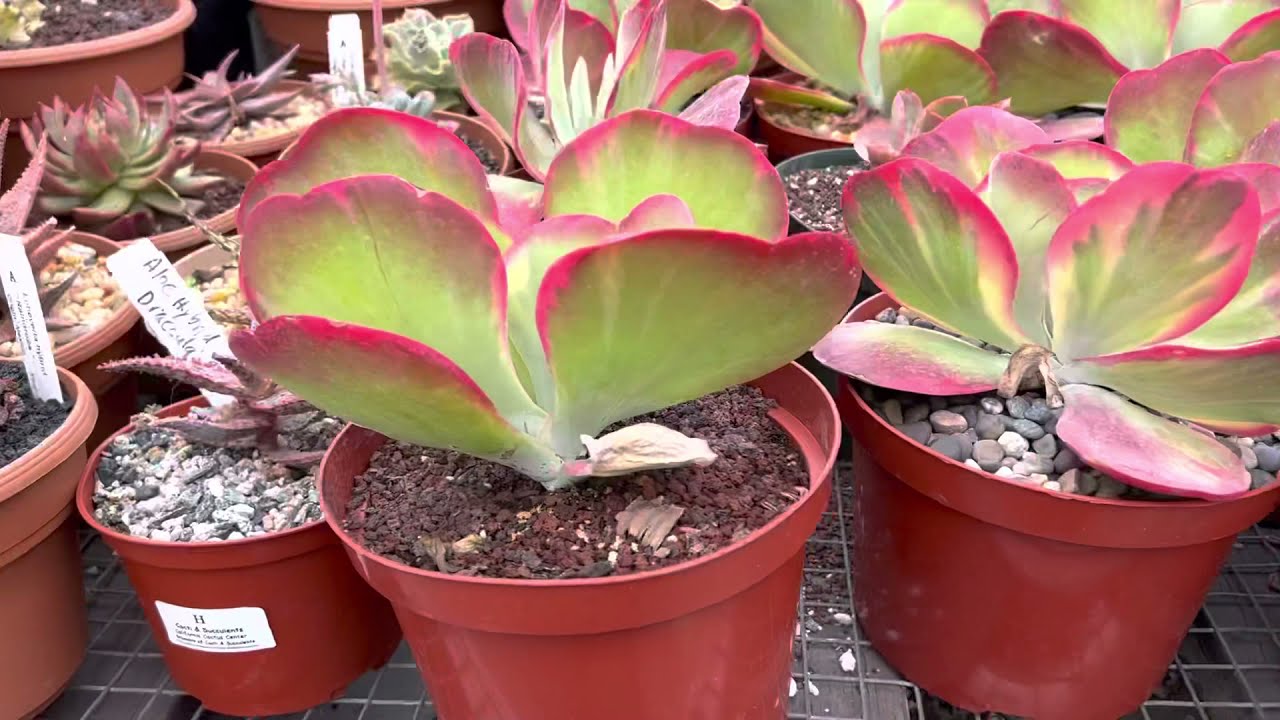 Full sun to partial light succulents:  Great for landscapes and containers!