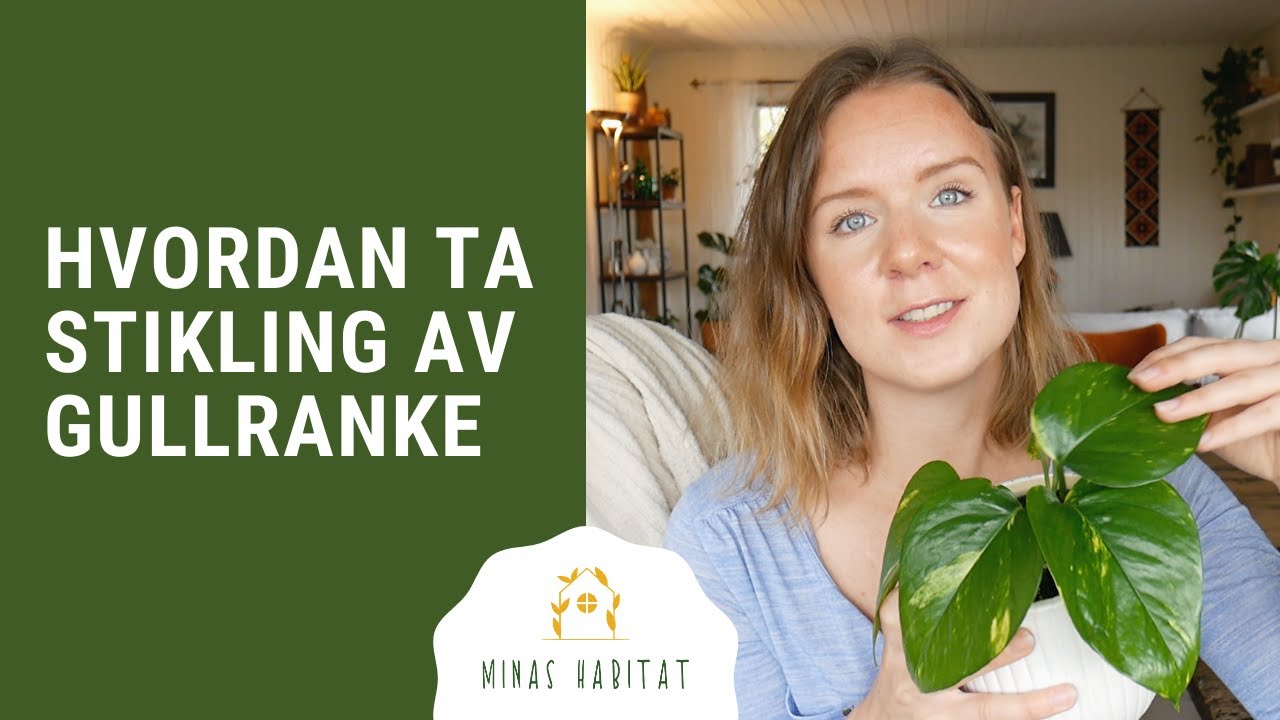 Hvordan ta stikling av gullranke | Fra klipp til planting i jord!
