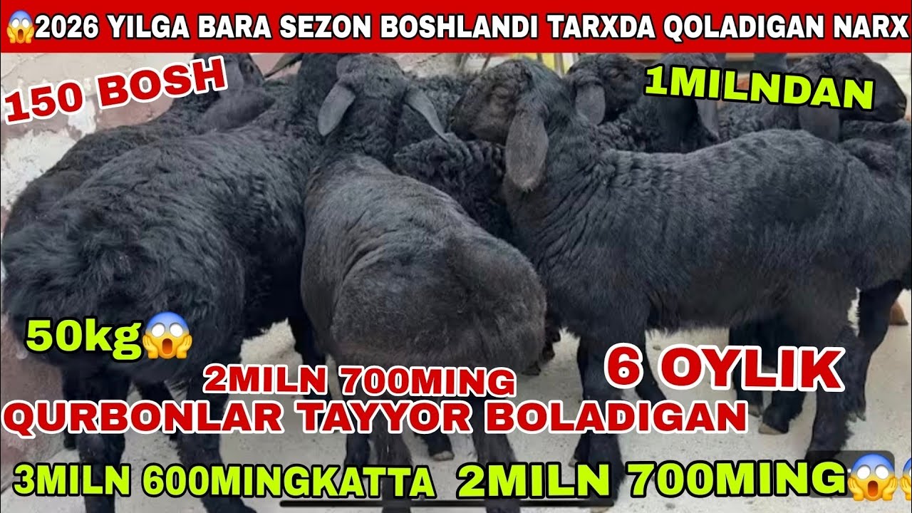 😳2026 Sezon boshlandi 2miln 700mingdan qo’zi sezon boshlandi narxlar arzon 3miln 600 ming barani to’