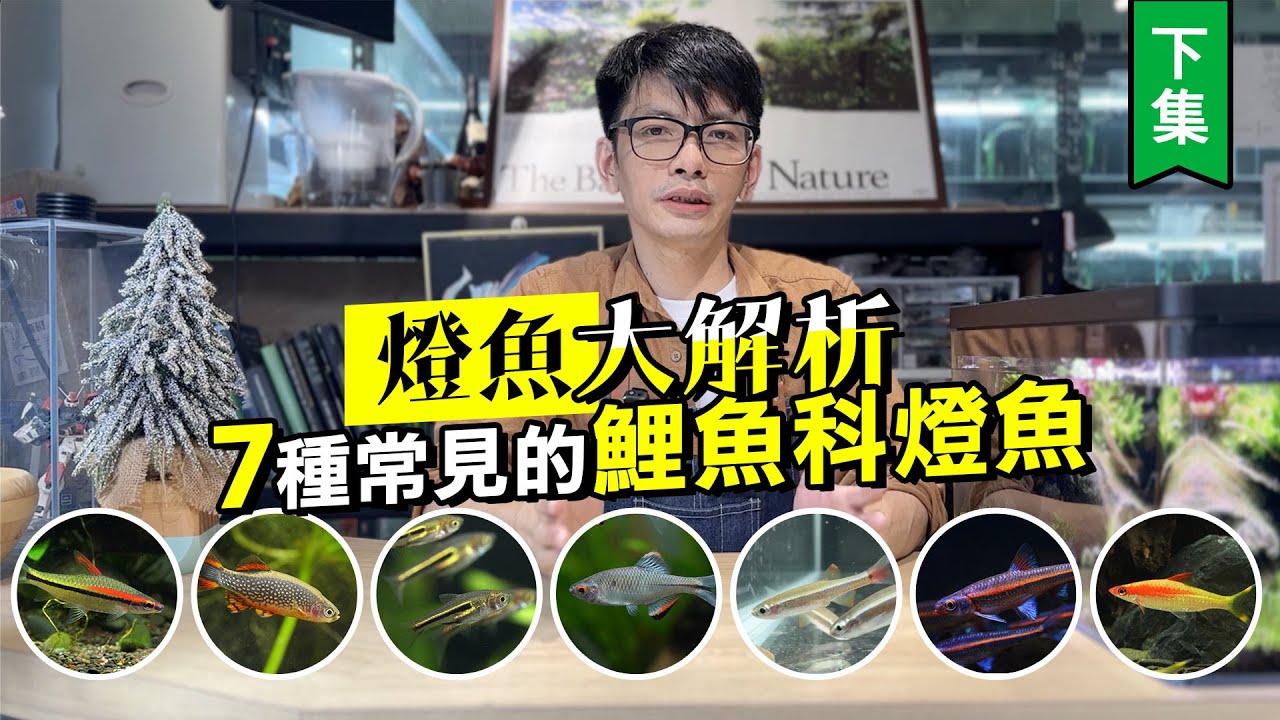 燈魚大解析--7種常見的鯉魚科燈魚