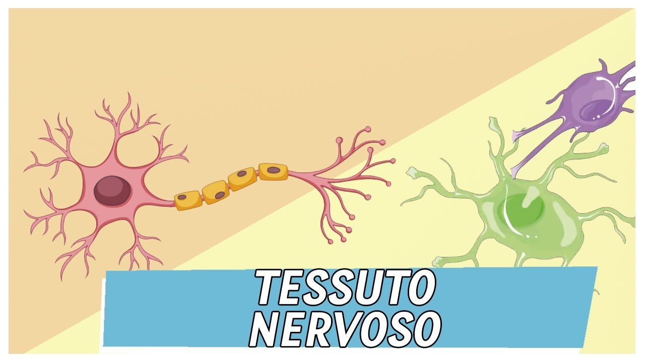 Tessuto Nervoso | Pillole di Scienza