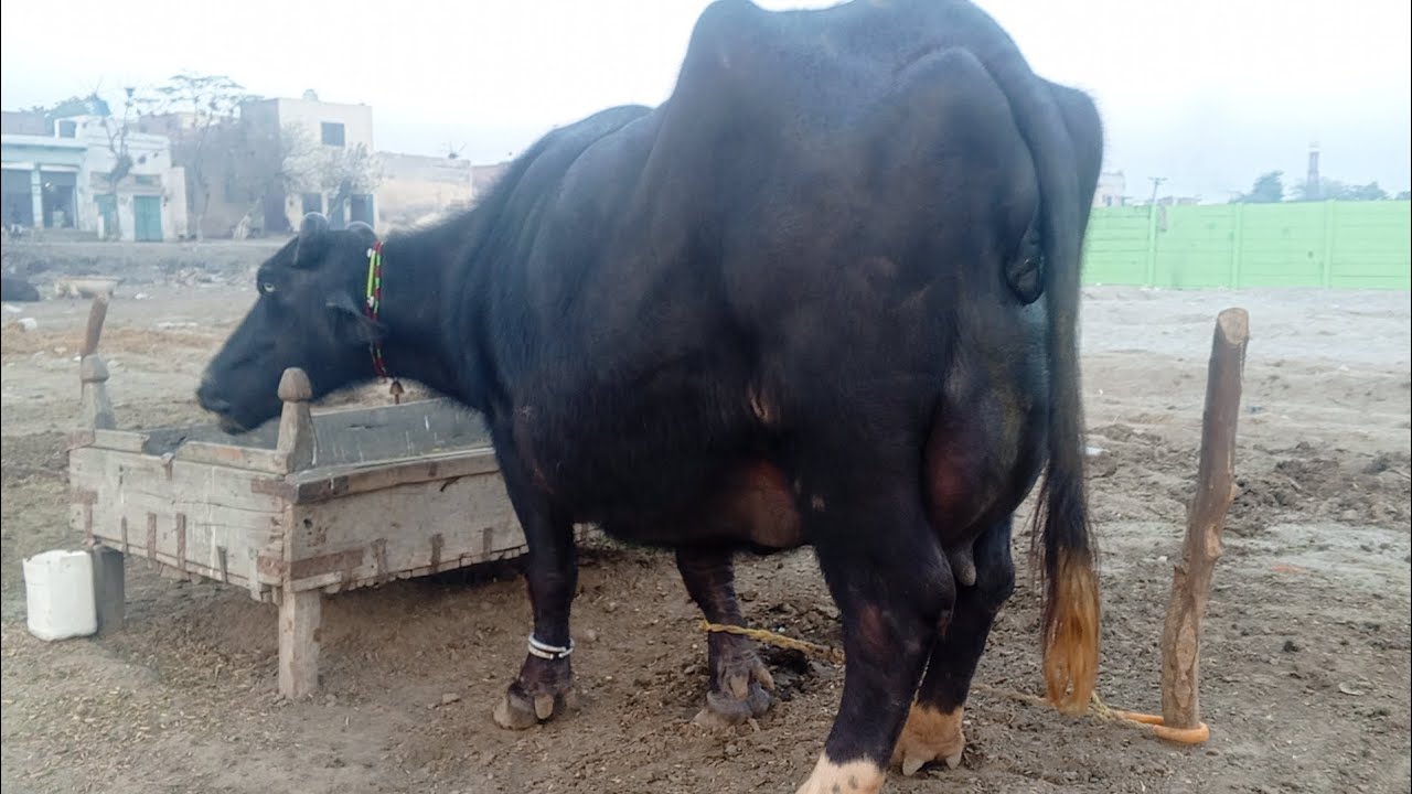 لوڈنگ دی ویڈیو بھینس سیل ہو گئی عارف والا سے گجرات 03088939878٫شاہنواز ٹی وی