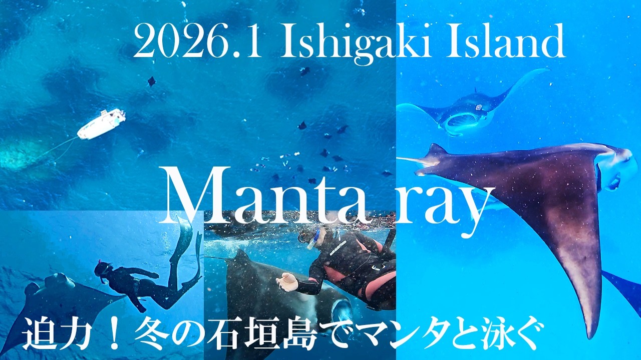 2026.1⭐︎マンタが目の前から泳いでくる！冬だから楽しめる水面マンタシュノーケル　#snorkel #石垣島 #マンタ #manta #mantaray #underwater #ocean