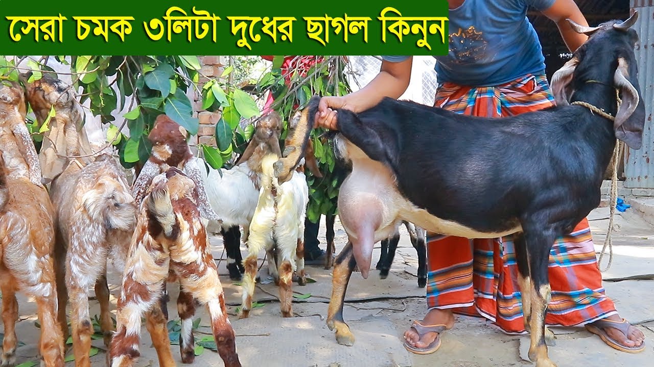 সেরা চমক ৩লিটার দুধের ছাগল সহ তোতাপুরী ছাগল কিনুন goat farm