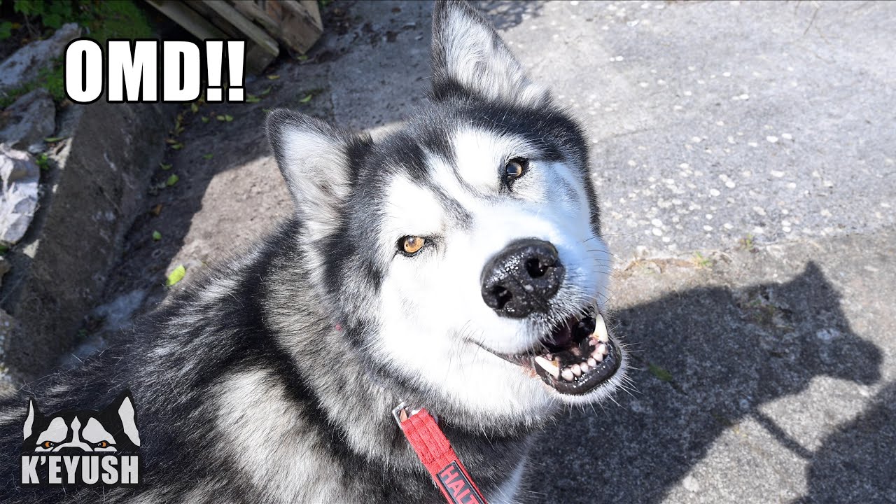 My Husky Was NOT Expecting The Surprise Outside!
