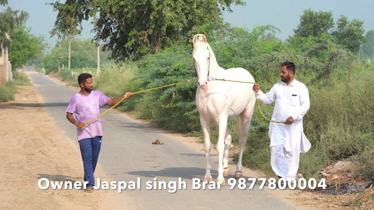 Nukra colt Betaab one of the best Nukra Horse in India
