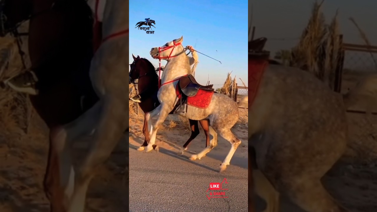 Two Powerful Arabian Horses in an Epic Show 🐎🔥 